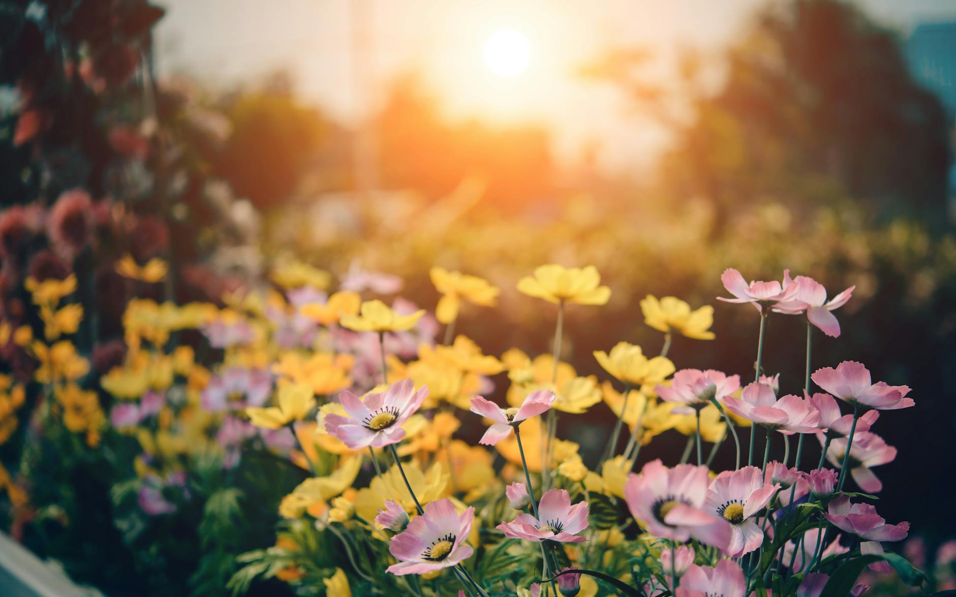 Social Class in “The Garden Party” by Katherine Mansfield