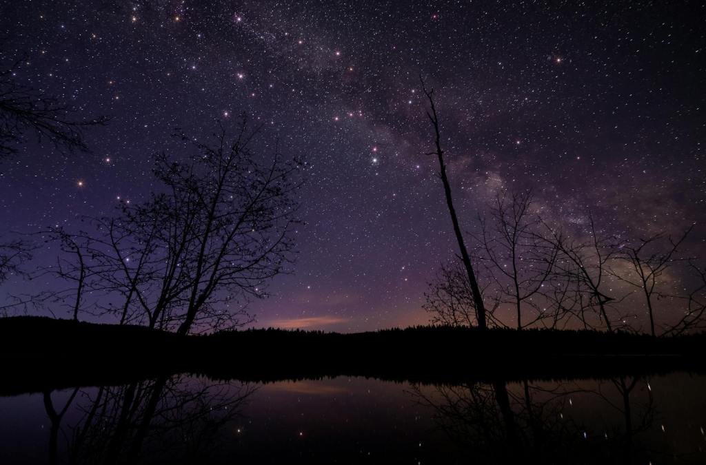 leafless trees under starry night sky