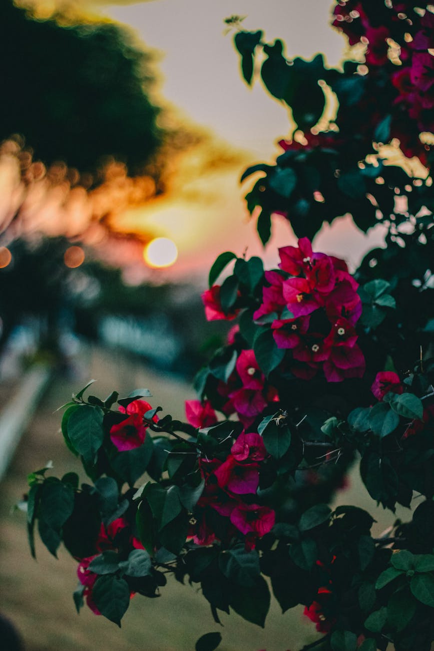 close up photo of pink petaled flowers in the Evening