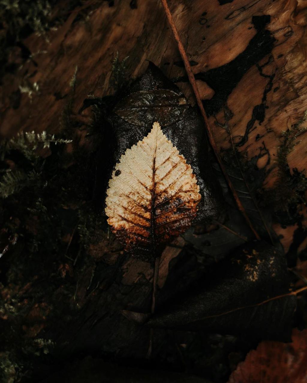 brown withered leaf on the ground