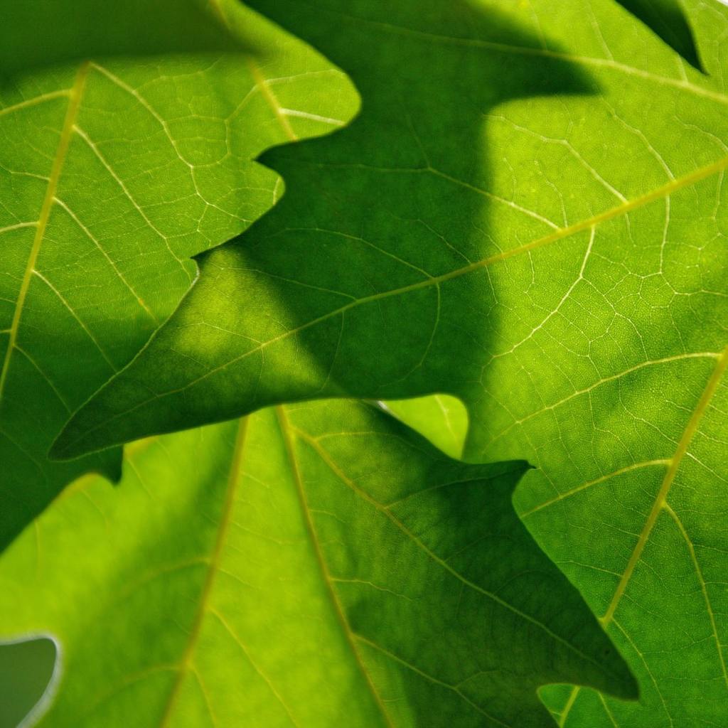 Exploring Life and Nature in Smith’s “A Live-Oak Leaf”:&nbsp;Analysis